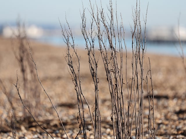 People have been out and about enjoying the glorious winter sunshine on Worthing seafront