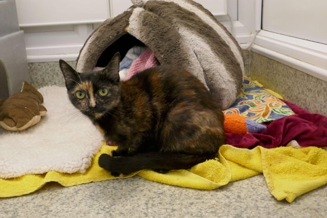 Evie is currently being looked after by Eastbourne Cats Protection and is looking for a new home. SUS-220114-100019001