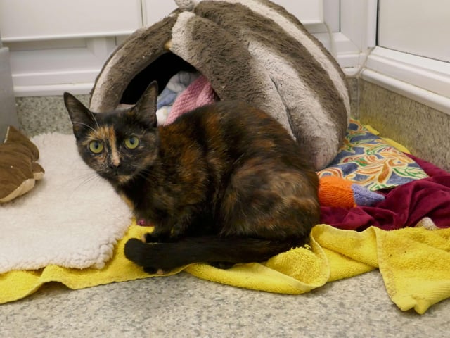 Evie is currently being looked after by Eastbourne Cats Protection and is looking for a new home. SUS-220114-100019001