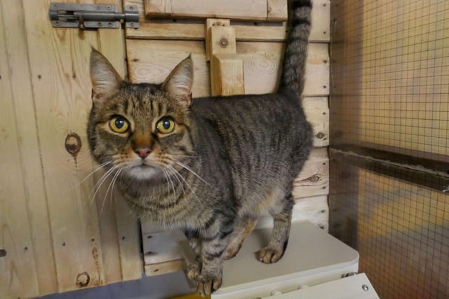 Max is currently being looked after by Eastbourne Cats Protection and is looking for a new home. SUS-220114-095901001