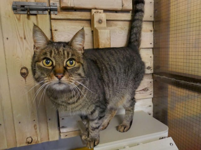 Max is currently being looked after by Eastbourne Cats Protection and is looking for a new home. SUS-220114-095901001