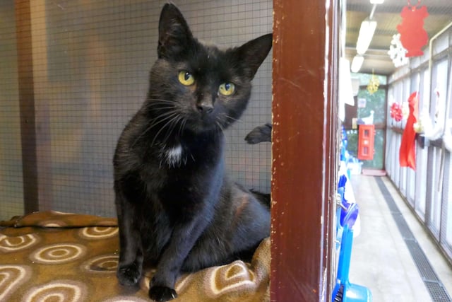 Primrose is currently being looked after by Eastbourne Cats Protection and is looking for a new home. SUS-220114-100042001