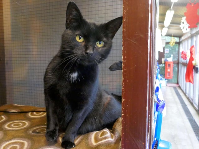 Primrose is currently being looked after by Eastbourne Cats Protection and is looking for a new home. SUS-220114-100042001