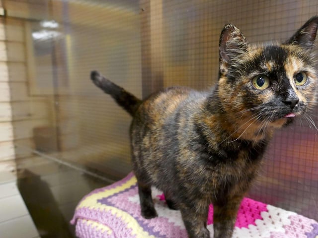 Pringle is currently being looked after by Eastbourne Cats Protection and is looking for a new home. SUS-220114-095912001
