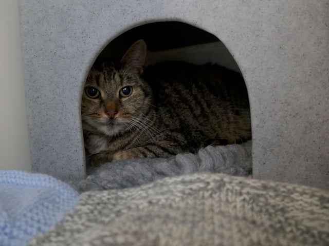 Alfie is currently being looked after by Eastbourne Cats Protection and is looking for a new home. SUS-220114-095956001