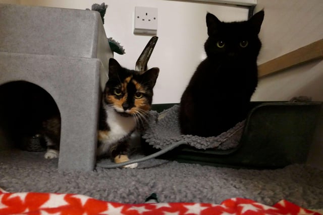 Lola and Buddy are currently being looked after by Eastbourne Cats Protection and is looking for a new home. SUS-220114-100030001
