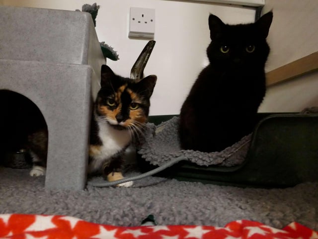 Lola and Buddy are currently being looked after by Eastbourne Cats Protection and is looking for a new home. SUS-220114-100030001