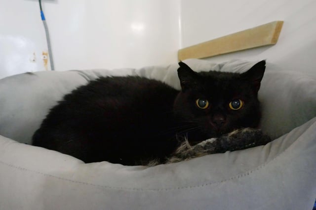 Bobby is currently being looked after by Eastbourne Cats Protection and is looking for a new home. SUS-220114-100007001