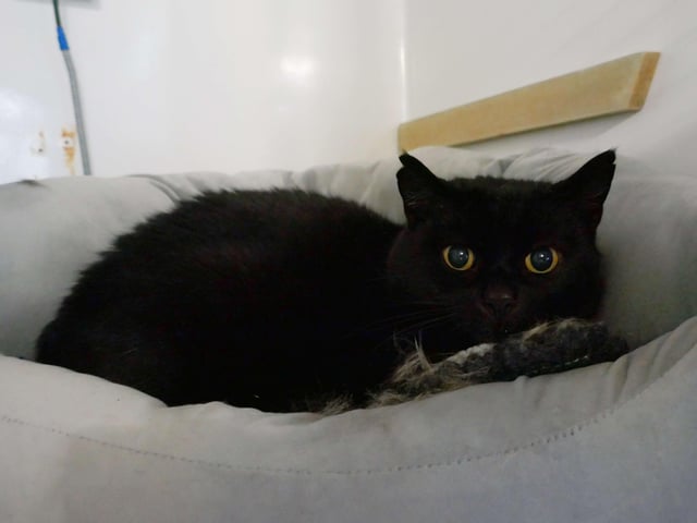 Bobby is currently being looked after by Eastbourne Cats Protection and is looking for a new home. SUS-220114-100007001