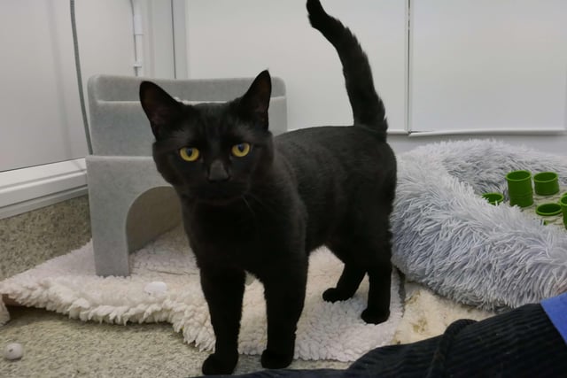 Simba is currently being looked after by Eastbourne Cats Protection and is looking for a new home. SUS-220114-100055001