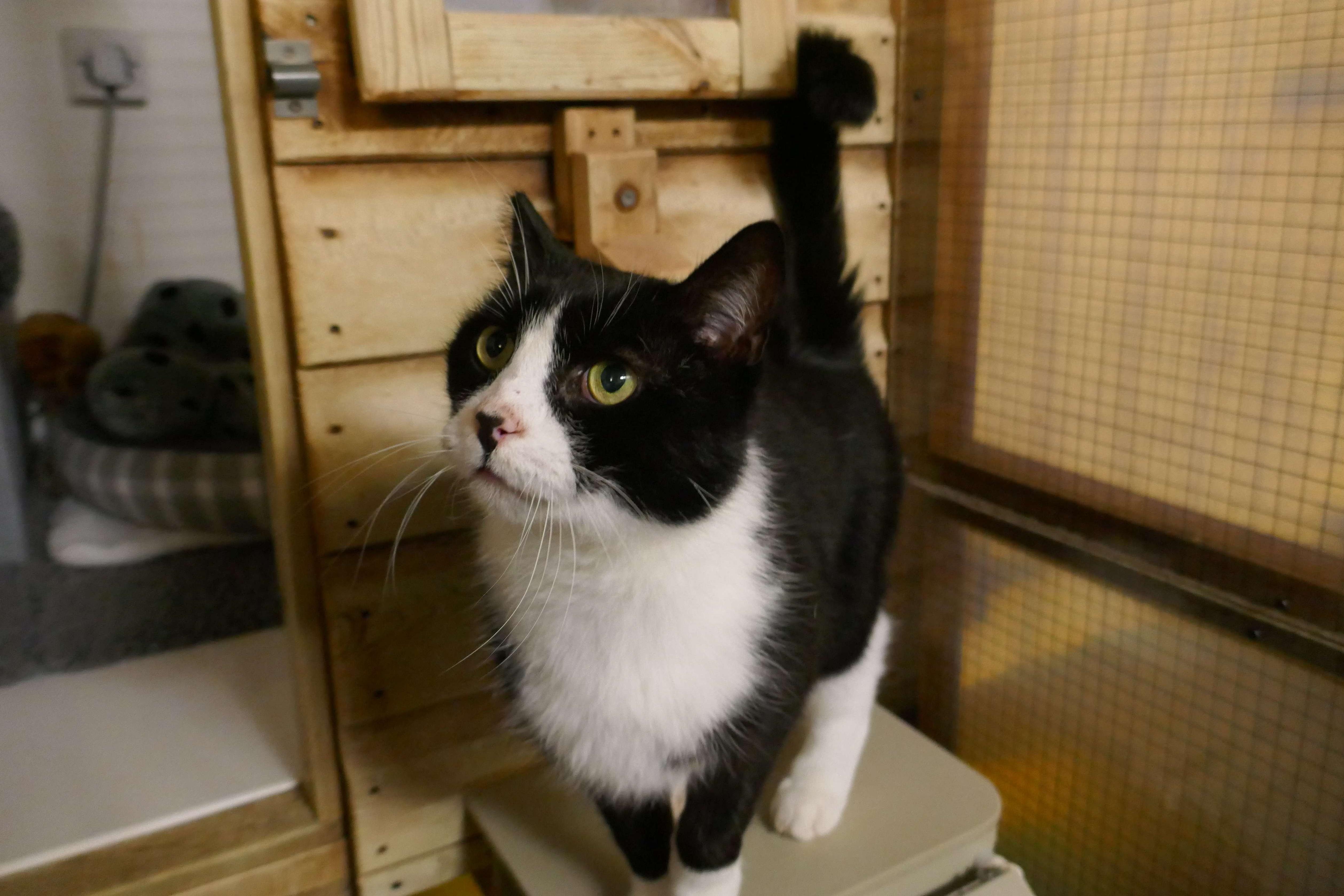 Whiskey is currently being looked after by Eastbourne Cats Protection and is looking for a new home. SUS-220114-100118001