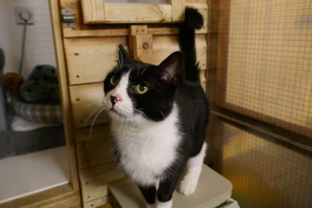 Whiskey is currently being looked after by Eastbourne Cats Protection and is looking for a new home. SUS-220114-100118001