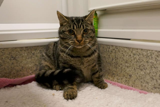 Raggy is currently being looked after by Eastbourne Cats Protection and is looking for a new home. SUS-220114-095923001