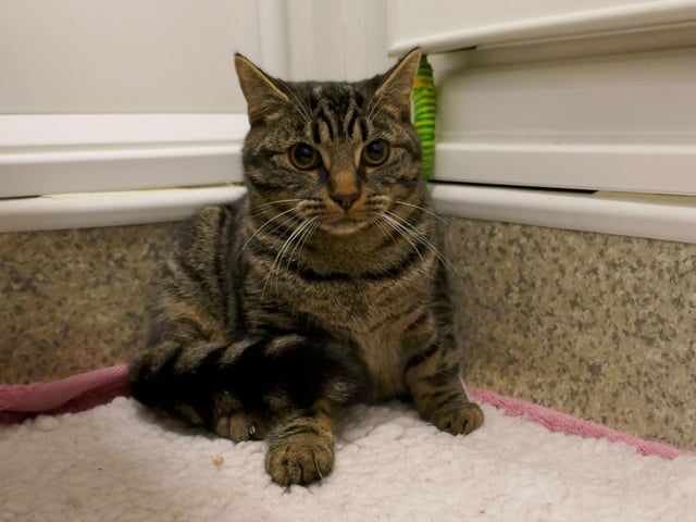 Raggy is currently being looked after by Eastbourne Cats Protection and is looking for a new home. SUS-220114-095923001