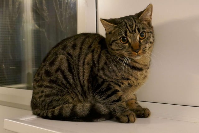 Reuben is currently being looked after by Eastbourne Cats Protection and is looking for a new home. SUS-220114-095934001