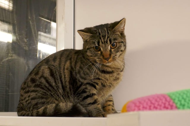 Rocky is currently being looked after by Eastbourne Cats Protection and is looking for a new home. SUS-220114-095945001