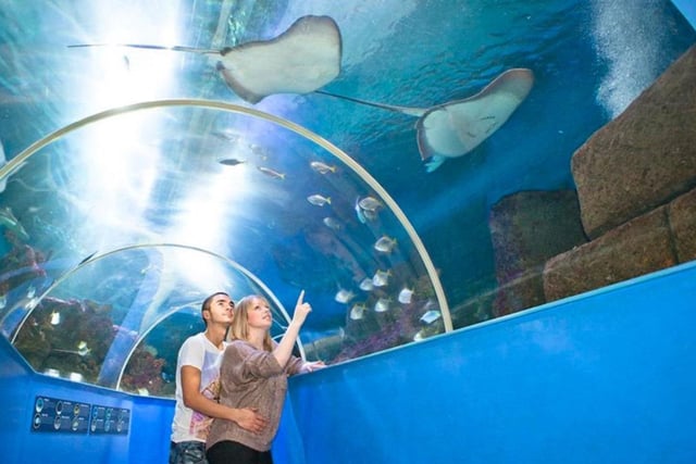 Explore the wonders of the ocean at the Blue Reef Aquarium on Rock-a-Nore Road. SUS-220115-113600001