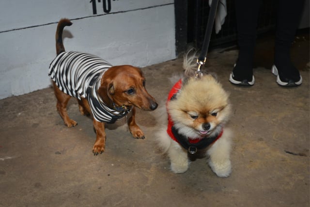 Dress Up Your Dog Day at the True Crime Museum in Hastings. SUS-220116-154126001