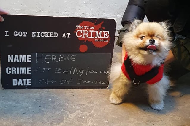 Dress Up Your Dog Day at the True Crime Museum in Hastings.

Herbie SUS-220116-154248001