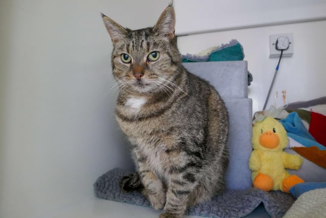 Alfie is currently being looked after by Eastbourne Cats Protection and is looking for a new home. SUS-220128-092600001