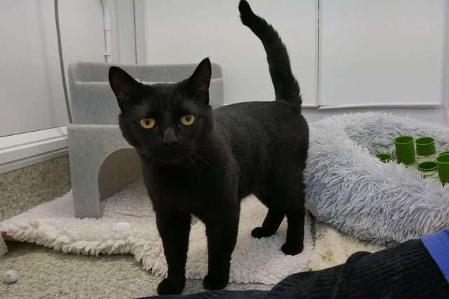 Simba is currently being looked after by Eastbourne Cats Protection and is looking for a new home. SUS-220128-092516001