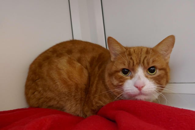 Doodle is currently being looked after by Eastbourne Cats Protection and is looking for a new home. SUS-220128-092622001
