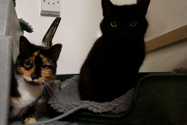 Lola and Buddy are currently being looked after by Eastbourne Cats Protection and is looking for a new home. SUS-220128-092634001