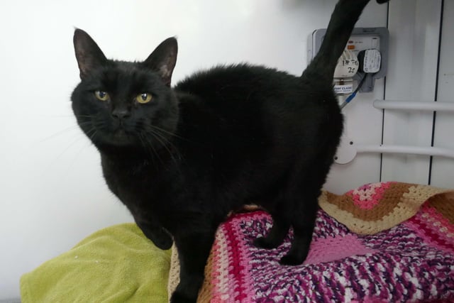 Lucky is currently being looked after by Eastbourne Cats Protection and is looking for a new home. SUS-220128-092645001