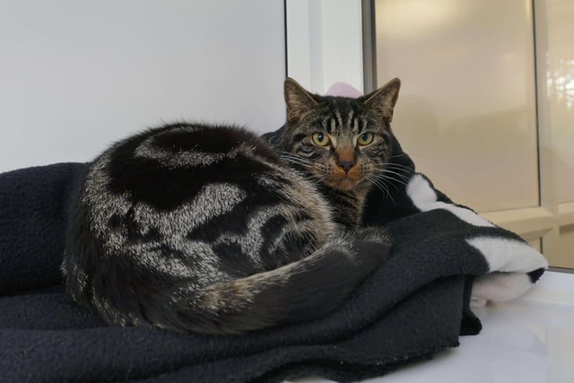 Raggy is currently being looked after by Eastbourne Cats Protection and is looking for a new home. SUS-220128-092538001