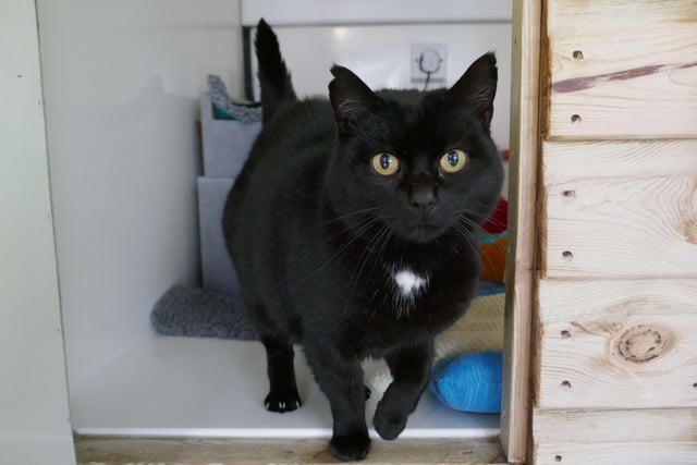 Bobby is currently being looked after by Eastbourne Cats Protection and is looking for a new home. SUS-220128-092611001