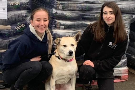 Milly is a beautiful eight-year-old medium sized crossbreed girl. She would like an active home with lots of cuddles. She is excitable and vocal and talks to you.
She is okay going out with other dogs but cannot live with one. She is house trained, knows basic commands and would be fine to live with children aged eight and over.