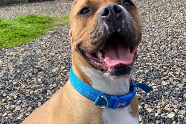 Ruby is a beautiful four-year-old crossbred girl who joined us from the pound.
She is nervous of new people so a calm and patient approach is essential.
Ruby needs to work on her socialising skills, but once she trusts you she is a happy girl who would make a loyal companion.