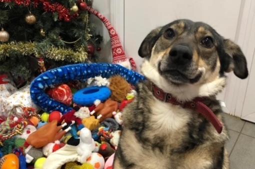 Geoff is around three-years-old. He has some underlying issues due to a bad past.  He is a friendly, bouncy lad but needs an experienced family with older children due to his fear related issues. He could live with another high energy dog but cannot live with cats or small furries. A secure garden is essential.