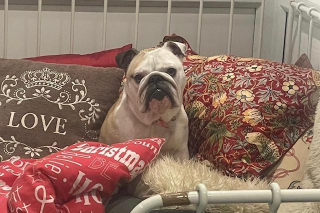 Mikka came to us from the pound. She is a two-year-old Bulldog. She can live with another dog but not cats or children. Mikka guards resources but this can be managed in the right surroundings.