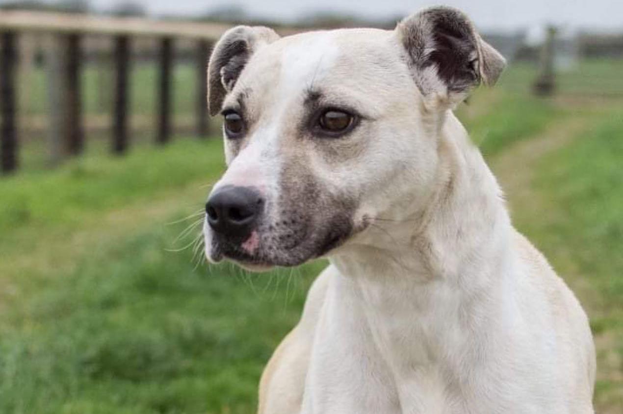 There are nine dogs looking for a forever home this week.