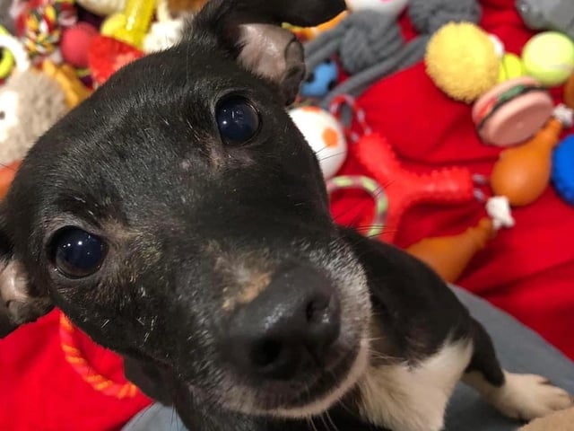 Bryn is a cheeky six-month-old Lurcher lad who came to us from a vet practice.
He is okay with other dogs and sensible older children but not cats.
An active home willing to do some training would be effective for this boy.