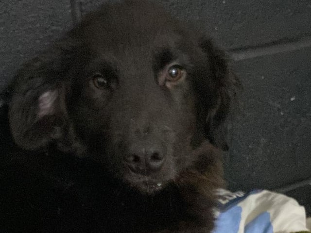 Dash is a nine-month-old rommie lad who needs an active family with another dog to help his nervous character blossom. Due to his nervous nature, a home with no children and a secure garden is essential.