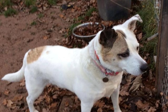 Molly is a beautiful eight-year-old medium sized crossbreed. She needs an active home with children eight years and over. She is house trained, knows basic commands and can be left for a few hours. Molly is an affectionate, laid back lady who loves cuddles.