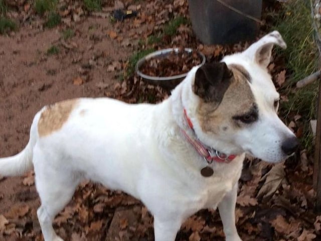 Molly is a beautiful eight-year-old medium sized crossbreed. She needs an active home with children eight years and over. She is house trained, knows basic commands and can be left for a few hours. Molly is an affectionate, laid back lady who loves cuddles.