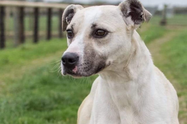 Storm is a cracking three-year-old Lurcher lady. She joined us from the pound.
She would love an active home. She is good with sensible older children and dogs but not cats or small furries.