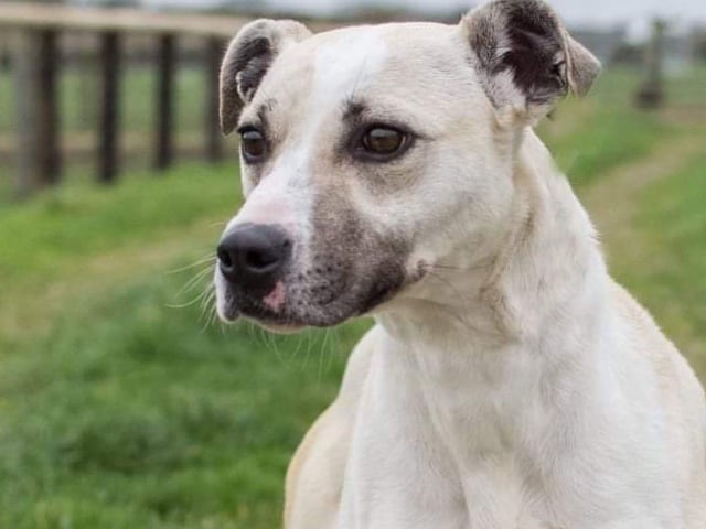 Storm is a cracking three-year-old Lurcher lady. She joined us from the pound.
She would love an active home. She is good with sensible older children and dogs but not cats or small furries.
