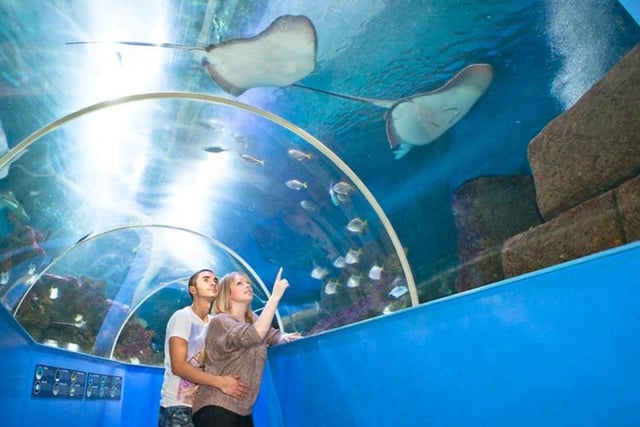 The Blue Reef Aquarium, at Rock-a-Nore, in Hastings Old Town, lets you explore a fascinating under-water world. SUS-221002-120727001
