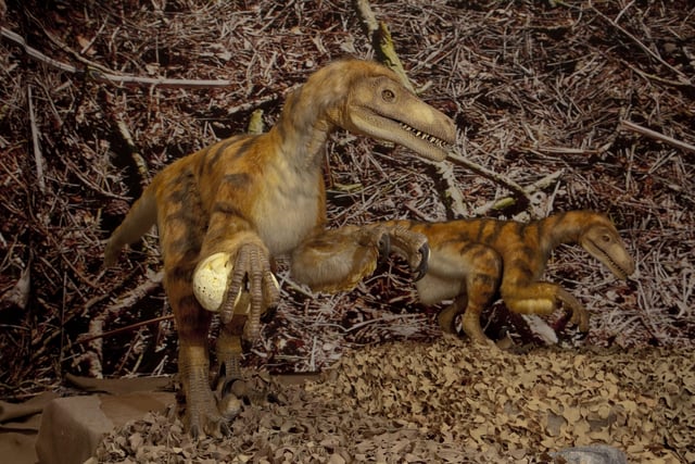 Dromesaur at Hadrosaur nest © The Natural History Museum London