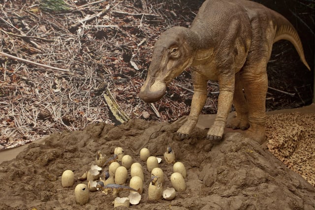 Hadrosaur mother with hatchlings © The Natural History Museum London.
