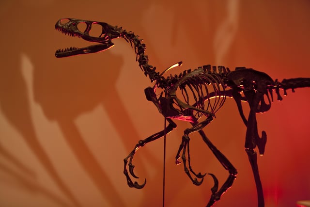 Saurornitholestes skeleton © The Natural History Museum London