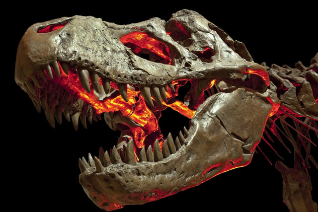 T-rex skeleton head black background © The Natural History Museum London