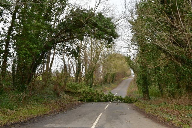 Fallen tree on Thorpe Drove, South Rauceby. EMN-220218-181950001