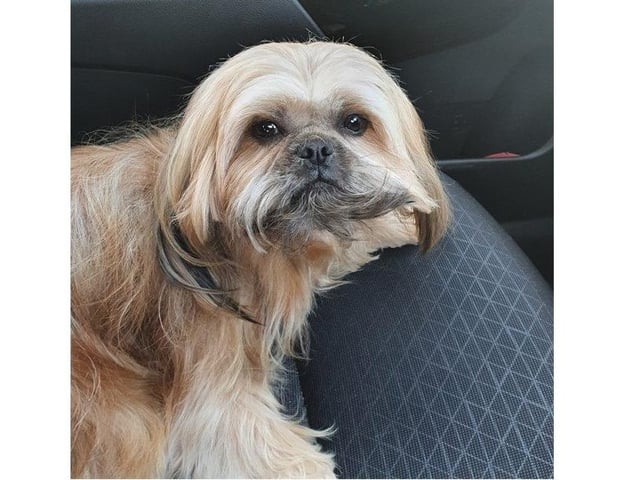 Saffie, from Debbie Toner SUS-220221-123214001