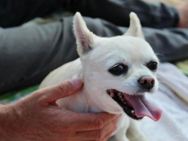 Chloe, from Joanne Temple SUS-220221-123202001