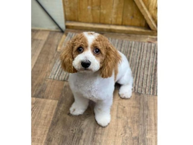 Rolo, from Becky Sweath SUS-220221-123355001